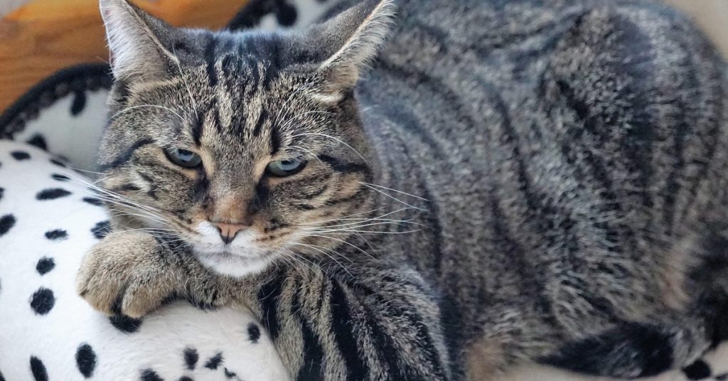 how to know if cat is healthy, healthy cat signs, cat health tips, cat care guide,