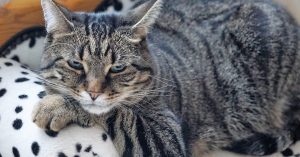 how to know if cat is healthy, healthy cat signs, cat health tips, cat care guide,